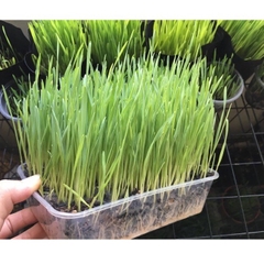 Cỏ lúa mạch tươi trị búi lông hỗ trợ tiêu hóa cho chó mèo - loại trồng sẵn