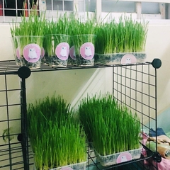 Hạt Giống Cỏ Lúa Mì , Cỏ Mèo cho thú cưng