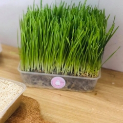 Cỏ lúa mạch tươi trị búi lông hỗ trợ tiêu hóa cho chó mèo - loại trồng sẵn
