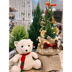 Set 6 hộp quà mini trang trí cây thông noel, trang trí giáng sinh, tiểu cảnh