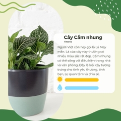 Cây Cẩm nhung