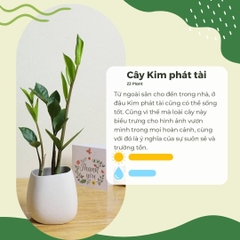 Cây Kim phát tài