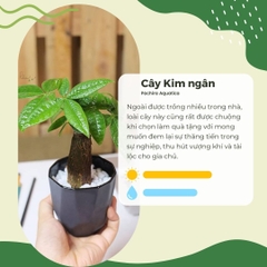 Cây Kim Ngân