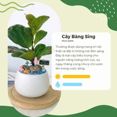 Cây Bàng Sinh