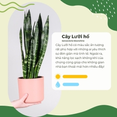 Cây lưỡi hổ