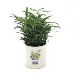 Trúc cảnh mini