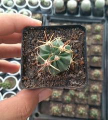 Xương rồng ánh dương
