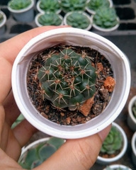 Xương rồng sao