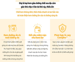 [DATE 02/2025] Kem Dưỡng Ẩm Innisfree Chuyên Sâu Gừng Mật Ong Ginger Honey Cream 50ml