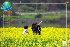 ĐẶC SẢN DU LỊCH HÀN QUỐC CÁNH ĐỒNG CẢI VÀNG ĐẸP HẾT SẢY