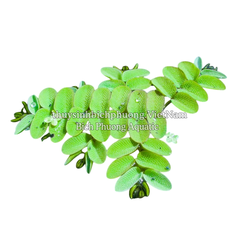 BÈO TAI CHUỘT - SALVINIA CUCULLATA