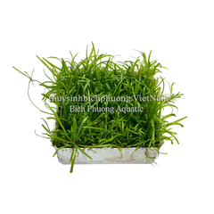CỎ ĐỎ - CÂY THỦY SINH CẮM NỀN