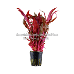 HUYẾT TÂM LAN CAO (Alternanthera reineckii 'Pink') - CÂY THỦY SINH