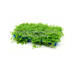 KHAY TRÂN CHÂU NGỌC TRAI (Micranthemum 'Monte Carlo' ) - CÂY THỦY SINH