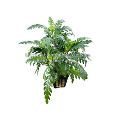 LIỄU RĂNG CƯA | HYGROPHILA PINNATIFIDA – CÂY THỦY SINH
