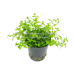 TRÂN CHÂU CAO BA LÁ (Hemianthus glomeratus) - CÂY THỦY SINH
