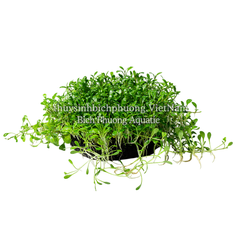 TRÂN CHÂU NHẬT (Glossostigma elatinoides) - CÂY THỦY SINH