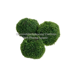 RÊU MINIFISS BÁM ĐÁ (BUỘC ĐÁ) - ĐIỂM TRANG TRÍ HỒ THỦY SINH CÁ CẢNH, TÉP CẢNH