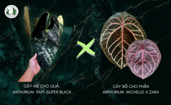 pap-super-black-x-michelle-x-zara-he-den-co-bap-size-trung-15cm