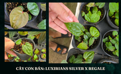 anthurium-lux-x-regale-4-la-4-5-cm