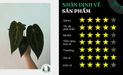 pap-super-black-x-michelle-x-zara-he-den-co-bap-size-trung-15cm