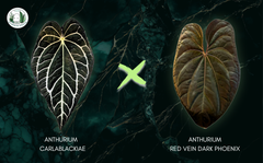 carlablackiae-x-rvdp-4-la-4cm