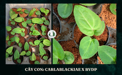 carlablackiae-x-rvdp-4-la-4cm