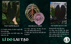 pap-super-black-x-michelle-x-zara-he-den-co-bap-size-trung-15cm
