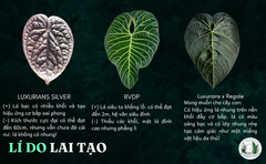 anthurium-lux-x-regale-4-la-4-5-cm