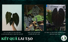 pap-super-black-x-michelle-x-zara-he-den-co-bap-size-trung-15cm