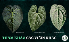 anthurium-lux-x-regale-4-la-4-5-cm