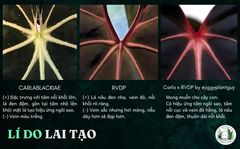 carlablackiae-x-rvdp-4-la-4cm