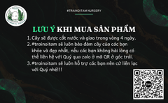 pap-super-black-x-michelle-x-zara-he-den-co-bap-size-trung-15cm