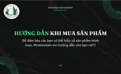 anthurium-lux-x-regale-4-la-4-5-cm