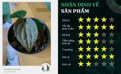 anthurium-lux-x-regale-4-la-4-5-cm