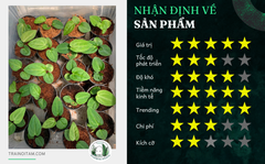 carlablackiae-x-rvdp-4-la-4cm