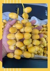 Chà là tươi nguyên cành