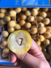 Chà là tươi nguyên cành