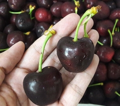 Cherry Mỹ