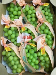 Nho Nhật