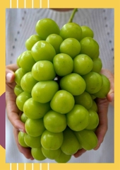 Nho Sữa Nhật