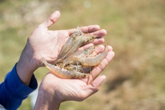 Thủy sản Việt Nam chuyển động cùng thế giới đổi thay