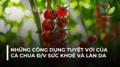 NHỮNG CÔNG DỤNG TUYỆT VỜI CỦA QUẢ CÀ CHUA ĐỐI VỚI SỨC KHOẺ VÀ LÀN DA