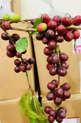 Coffee Green Bean Arabica