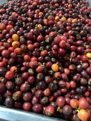 Coffee Green Bean Arabica