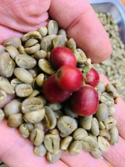 Coffee Green Bean Arabica