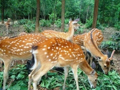Hươu giống 4