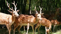 Hươu giống 5