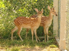 Hươu giống 6