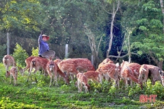 Hươu giống thuần chủng